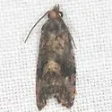 Gymnandrosoma desotanum - Hodges#3496 - photo 2