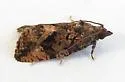 Gymnandrosoma desotanum - Hodges#3496 - photo 3