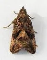 Gymnandrosoma desotanum - Hodges#3496 - photo 4