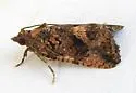 Gymnandrosoma desotanum - Hodges#3496 - photo 5