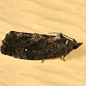Gymnandrosoma punctidiscanum - Hodges#3495 - Gymnandrosoma punctidiscanum