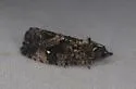 Gymnandrosoma punctidiscanum - Hodges#3495 - photo 4