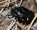 Gymnetina borealis - photo 2