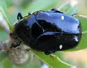 Gymnetina borealis - photo 3
