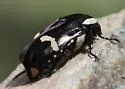 Gymnetina howdeni