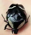 Gymnetina howdeni - photo 3