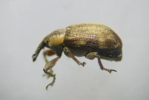 Gymnetron villosulum - photo 2