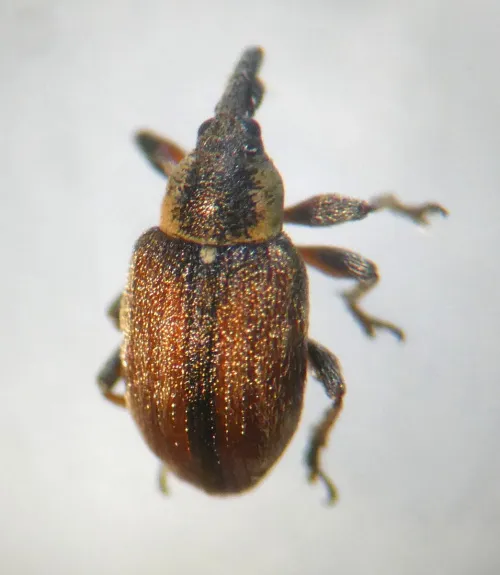 Gymnetron villosulum - photo 3