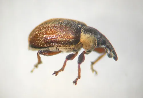 Gymnetron villosulum - photo 7
