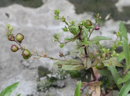 Gymnetron villosulum - photo 8