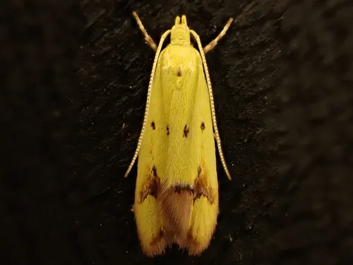 Pink-Tipped Yellow Moth - photo 2