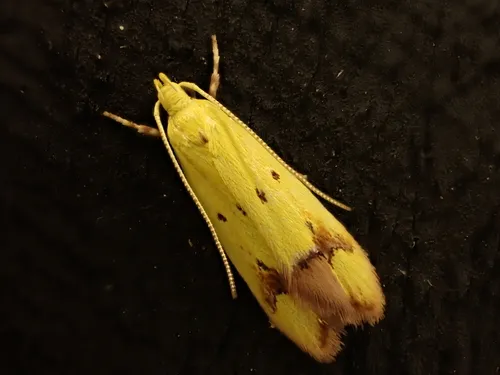 Pink-Tipped Yellow Moth - photo 3