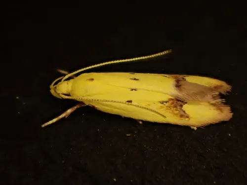Pink-Tipped Yellow Moth - photo 4
