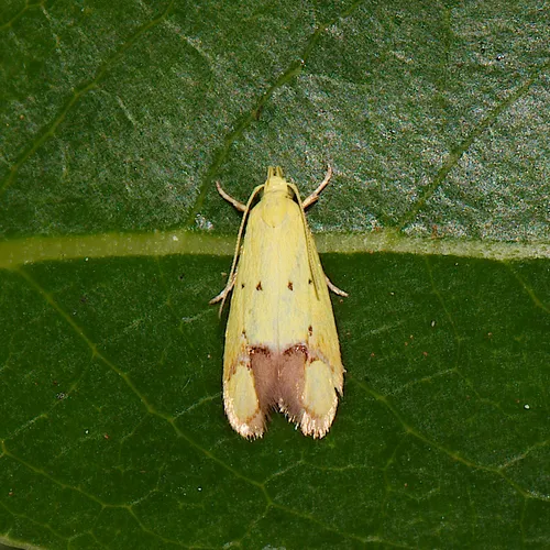 Pink-Tipped Yellow Moth - photo 5
