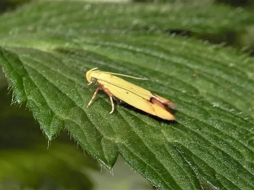 Pink-Tipped Yellow Moth - photo 6