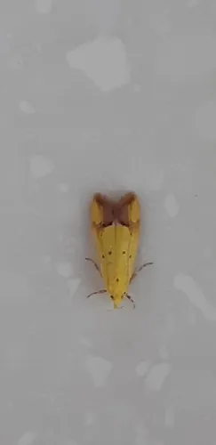 Pink-Tipped Yellow Moth - photo 7