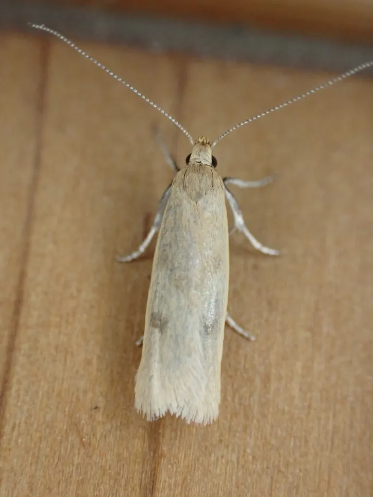 Gymnobathra parca - photo 2