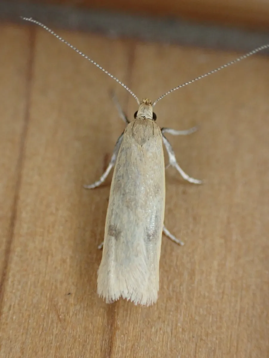 Gymnobathra parca - photo 3