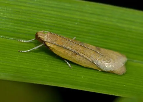 Gymnobathra parca - photo 5