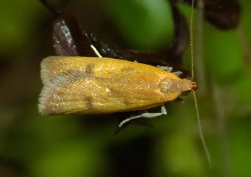 Gymnobathra parca - photo 6