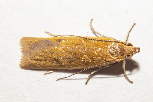 Gymnobathra parca - photo 7