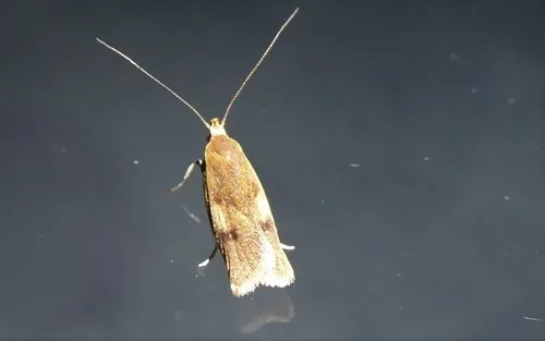 Gymnobathra parca - photo 8
