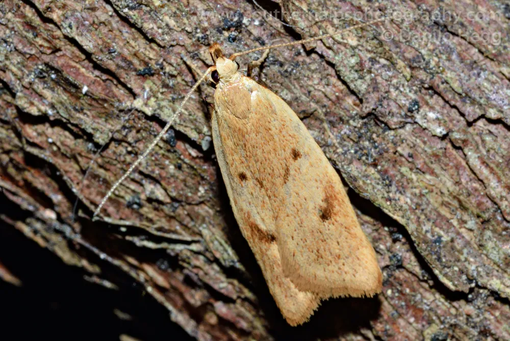 Gymnobathra sarcoxantha - photo 2