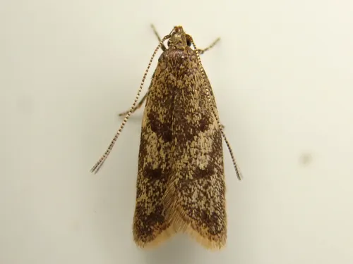 Gymnobathra tholodella