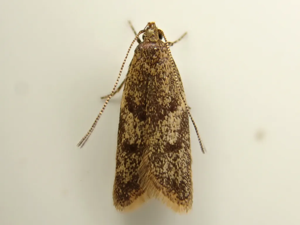 Gymnobathra tholodella - photo 2