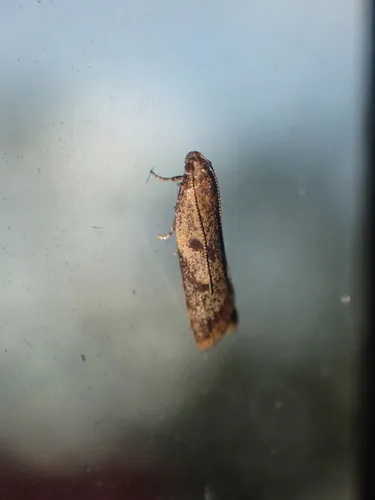 Gymnobathra tholodella - photo 4