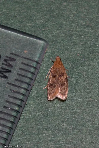 Gymnobathra tholodella - photo 6