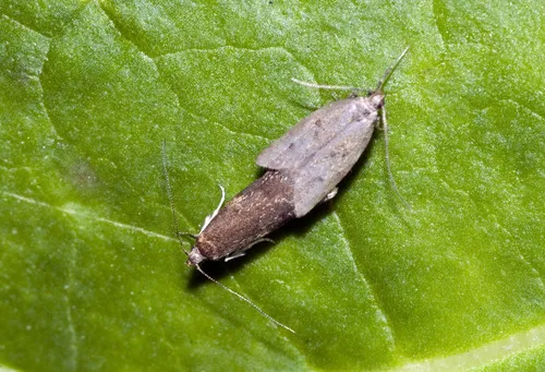Gymnobathra tholodella - photo 7