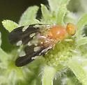 Gymnocarena bicolor
