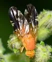 Gymnocarena defoei