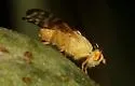 Gymnocarena diffusa