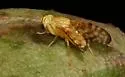 Gymnocarena diffusa - photo 2