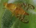 Gymnocarena diffusa - photo 3