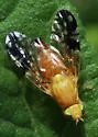Gymnocarena tricolor