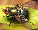 Gymnocheta ruficornis