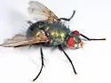 Gymnocheta ruficornis - photo 3