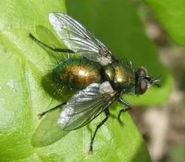 Gymnocheta viridis