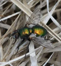 Gymnocheta viridis - photo 2