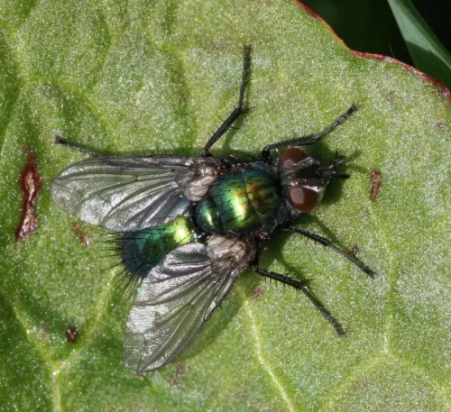 Gymnocheta viridis - photo 3