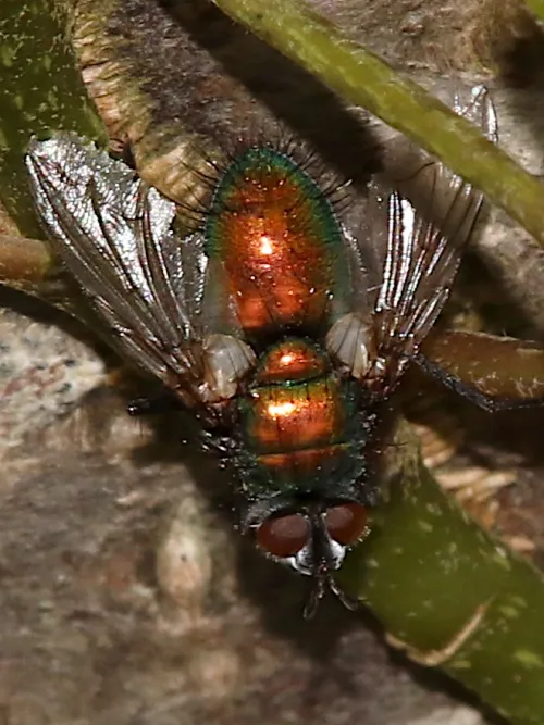 Gymnocheta viridis - photo 4