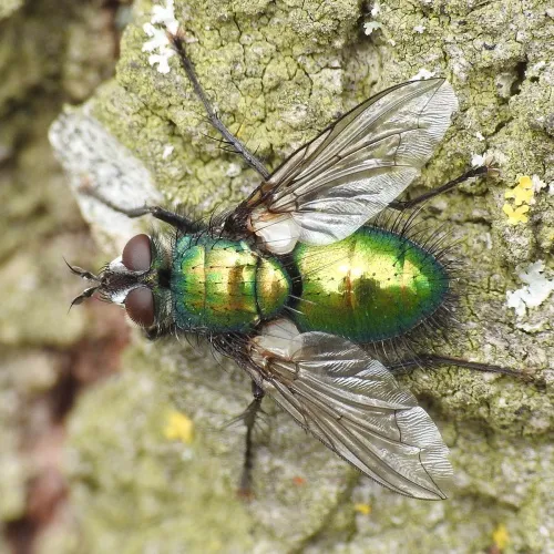 Gymnocheta viridis - photo 5
