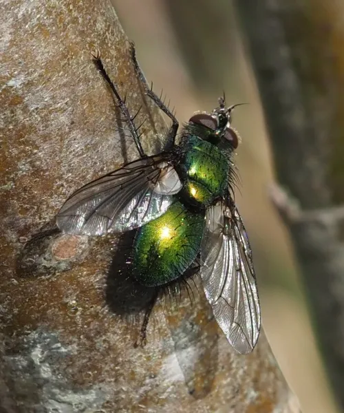 Gymnocheta viridis - photo 6
