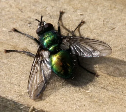 Gymnocheta viridis - photo 7