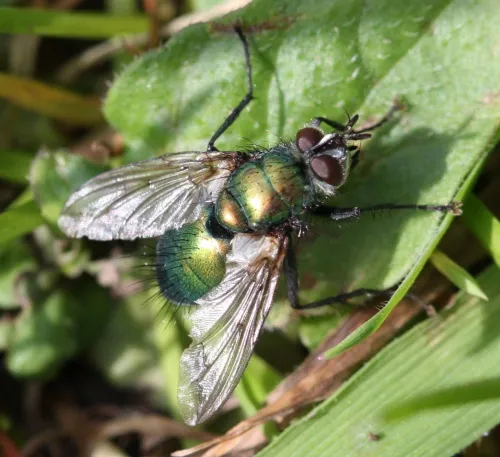 Gymnocheta viridis - photo 8