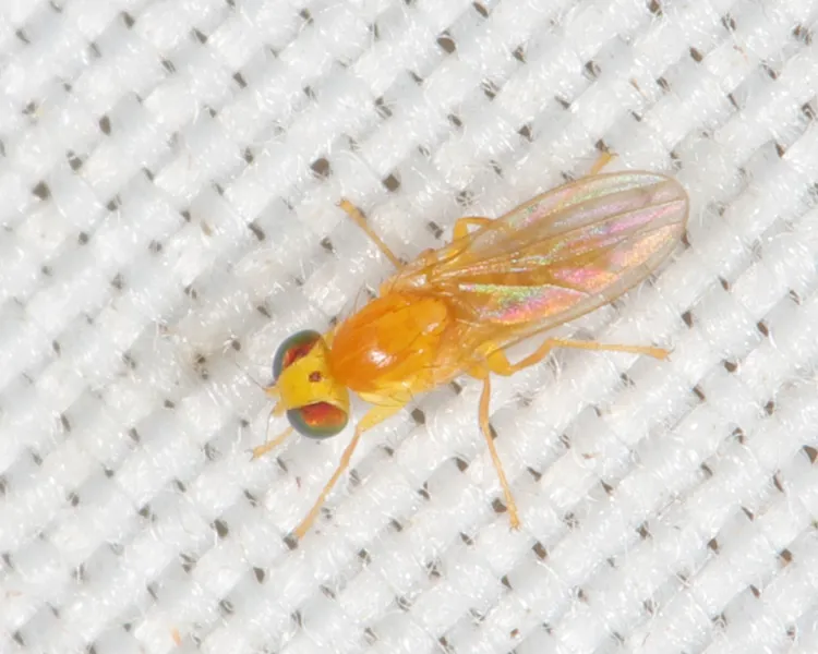 Gymnochiromyia concolor - photo 3