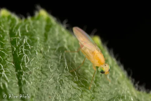 Gymnochiromyia flavella - photo 3